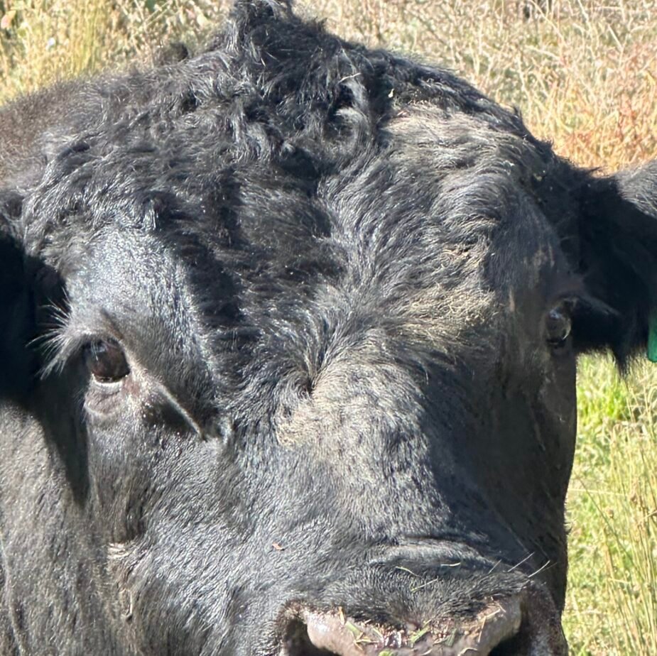 Black Angus Coffee